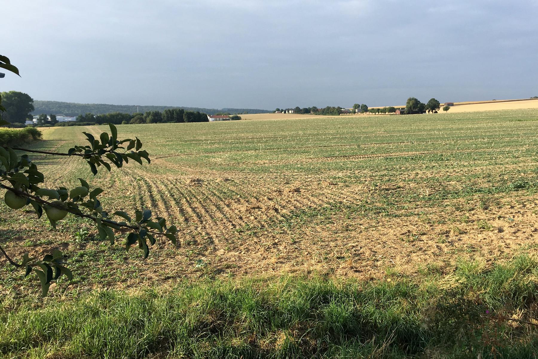 K1600 2018 08 ries feld