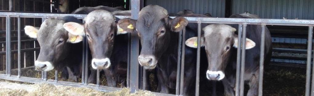 tiere bullen pb 1505 