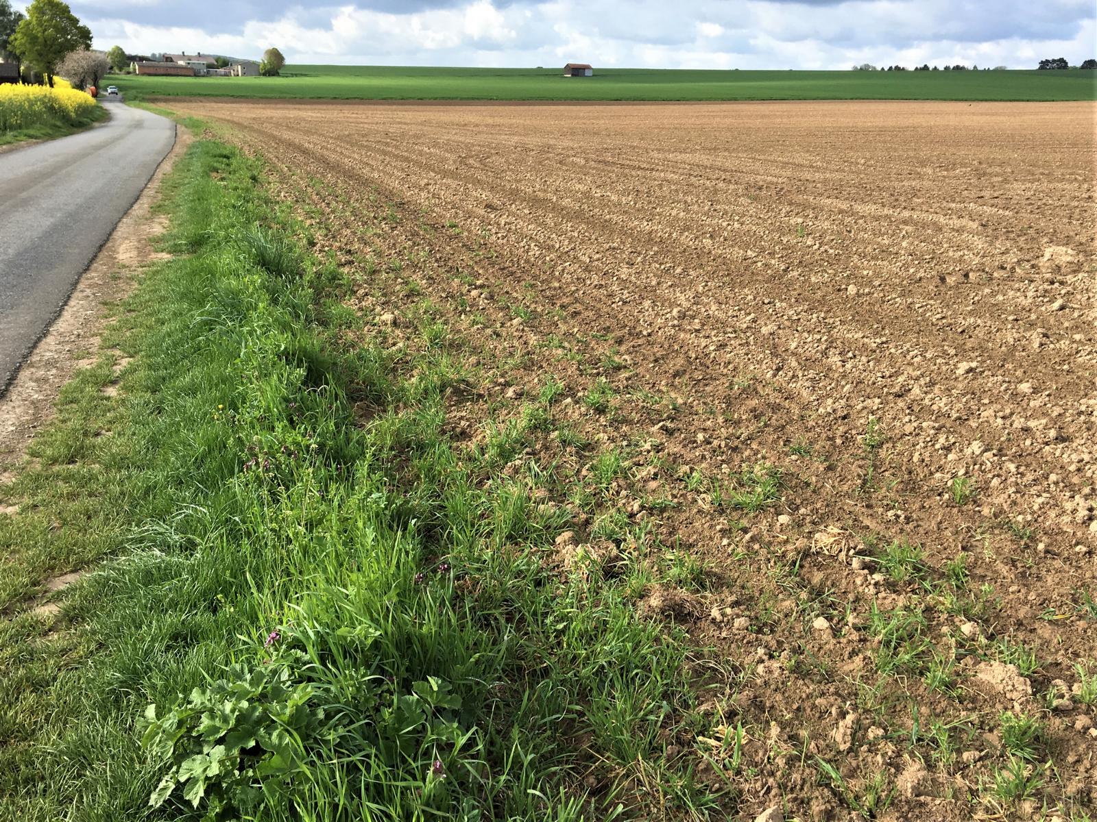 wegrand hint feld 2019 05