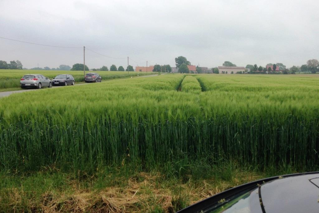 Kopie von hampen südl ortsrand 1605 29