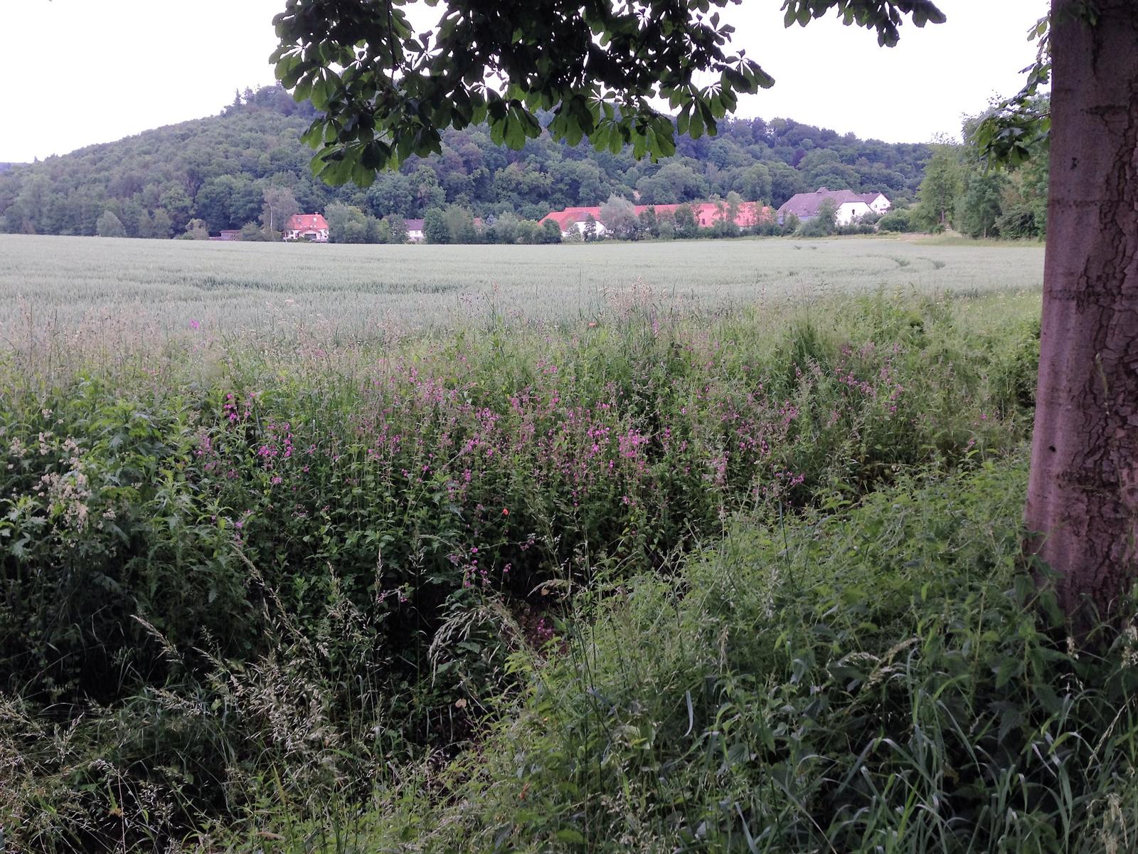 hinnenb 1506 2